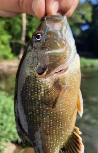 Green Sunfish - Finley Crk - 07Jul20.jpg