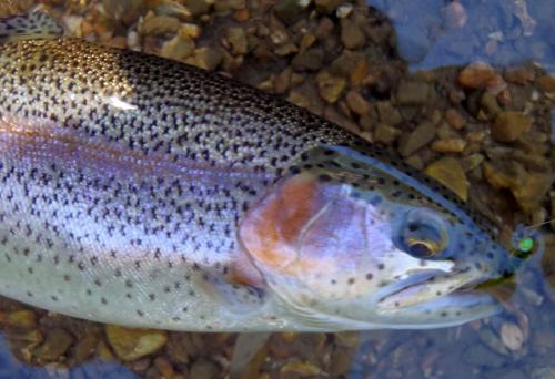 Rainbow trout - 13 inches - Roaring river - 21Oct16.JPG