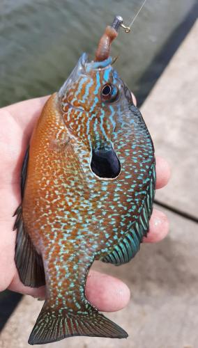 Central Longear Sunfish - Shelbyville Spillway - 27Jun20.jpg