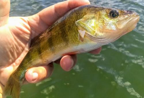 IMG_20200724_113501707~2.jpg