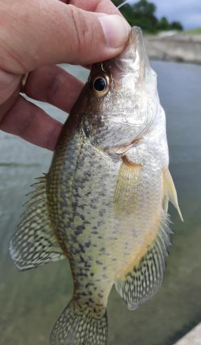 Black Crappie - Shelbyville Spillway - 27Jun20.jpg