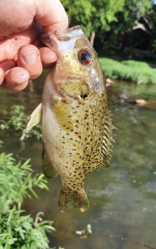 Ozark Bass (2) - Finley Crk - 07Jul20.jpg