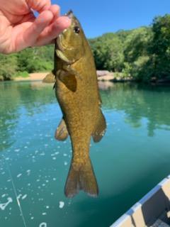 Ham Smallmouth - 10Jul20.jpg