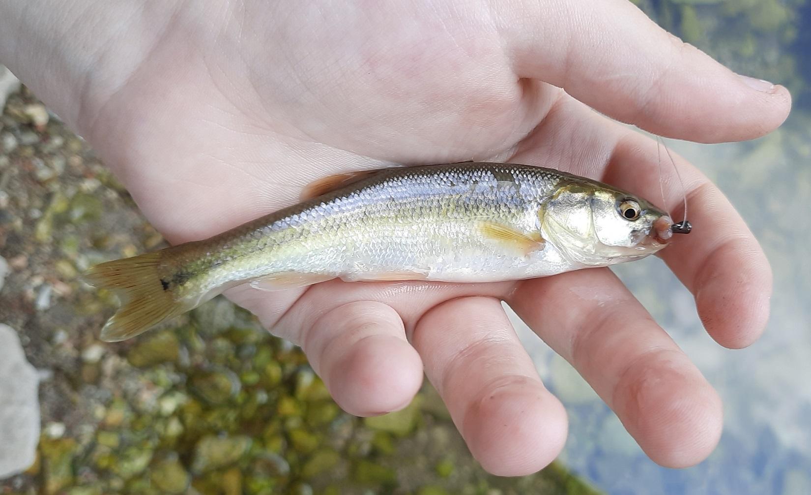 Deep Creek Microfishing - Kansas Waters - OzarkAnglers.Com Forum