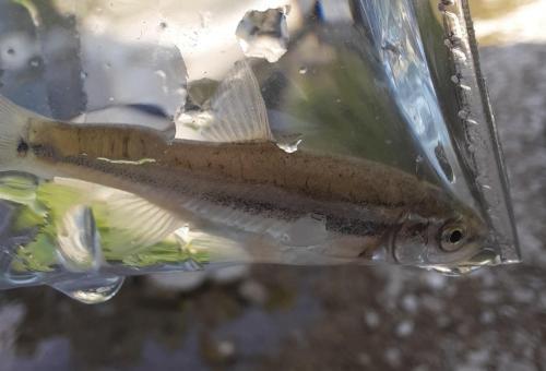 Bluntnose minnow - Deep Creek - 05Jul20.jpeg