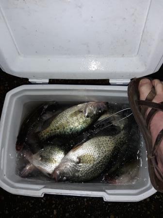 Crappie 7-12-20 - Beaver Lake - OzarkAnglers.Com Forum