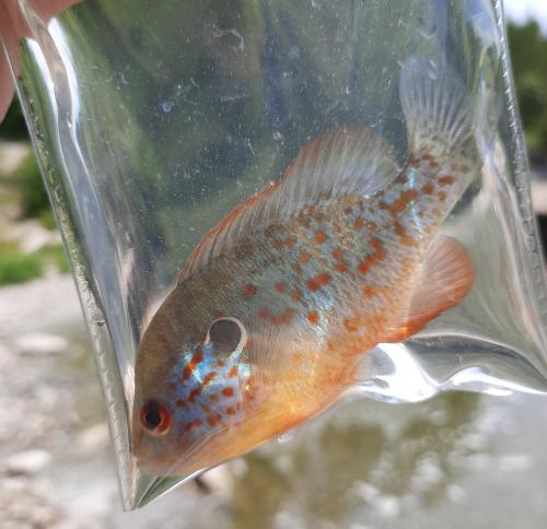 Livie Orangespotted Sunfish - Mill Creek - 05Jul20.jpeg