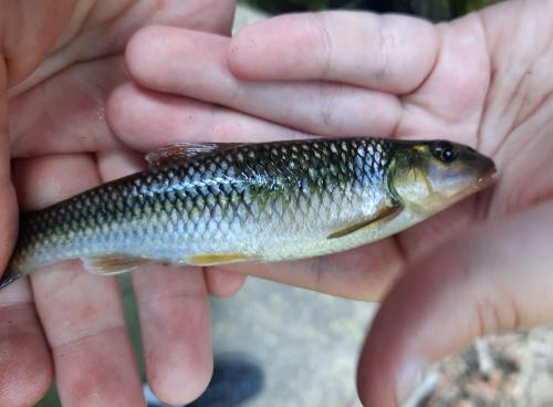 Livie River chub - Little Patuxent - 14Jun20.jpg