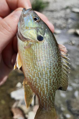 Livie Green Sunfish - Deep Creek - 05Jul20.jpeg