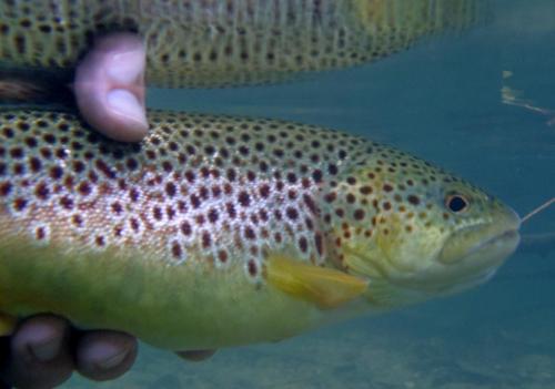 Brown Trout (3) - Roaring River - 21Oct16.JPG