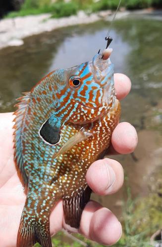 Longear Sunfish - Mill Creek - 02Jul20.jpg