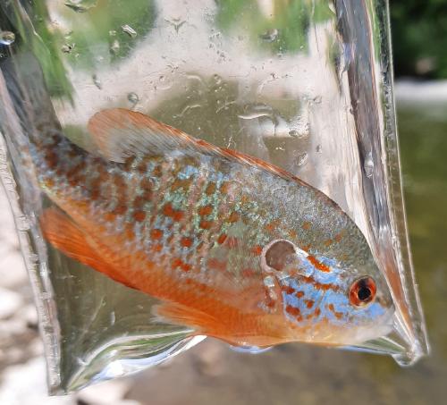 Orangespotted Sunfish - Mill Creek - 02Jul20.jpg