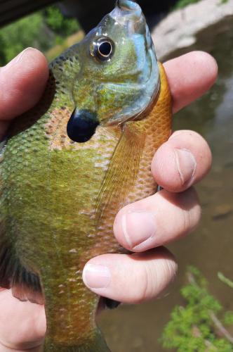 Bluegill - Mill Creek - 02Jul20.jpg