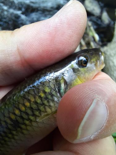 River Chub (2) - Ltl Patuxent - 14Jun20.jpg