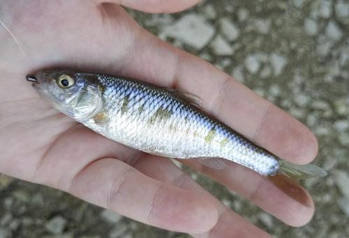 Livie Common Shiner - Deep Creek - 05Jul20.jpeg