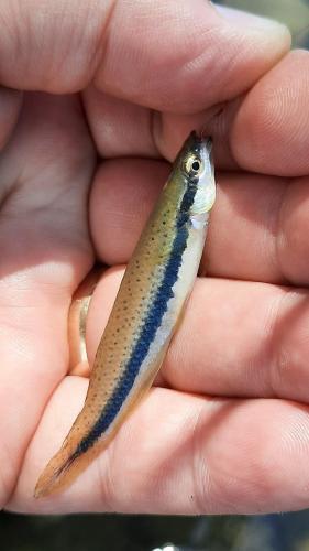 Blackspotted Topminnow - Current River 10Jul20.jpg