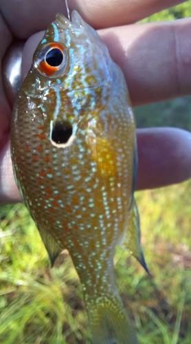 Dollar sunfish - CCWP - 07Aug20.jpg