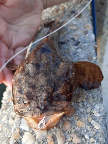 Livie Oyster toadfish CP - Choptank Rvr - 18Aug20.jpg