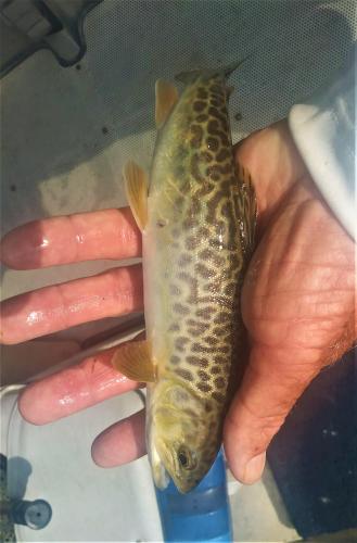 Tiger trout.jpg