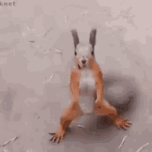 tenor (3).gif