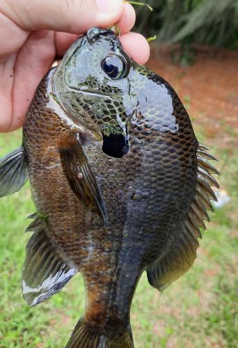 Coppernose Bluegill - Kittiwake Pond - 04Aug20.jpg