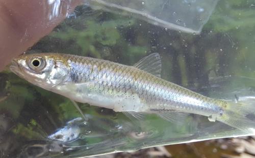 Spotfin Shiner - Sidling Hill Crk.jpg