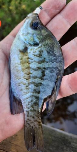 Camo Bluegill - Ogeechee river - 07Aug20.jpg