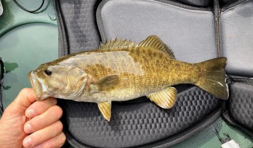 Smallmouth.jpg