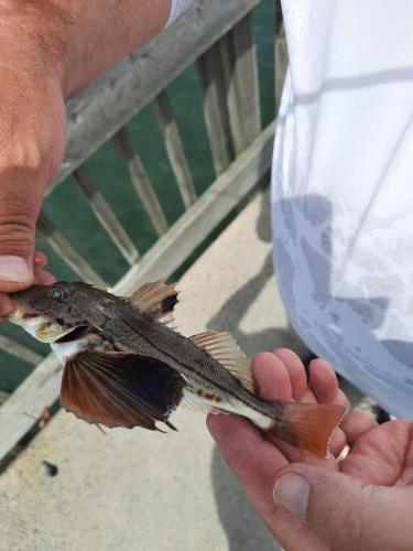 Striped Searobin 2 - Kiptopeke St park Pier 23Aug20.jpeg