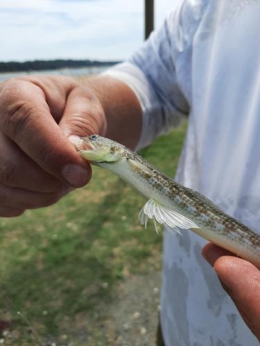 Inshore Lizardfish - Kiptopeke St park Pier 23Aug20.jpeg