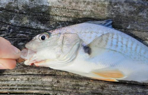 Livie CP Croaker - Kiptopeke St park Pier 23Aug20.jpg