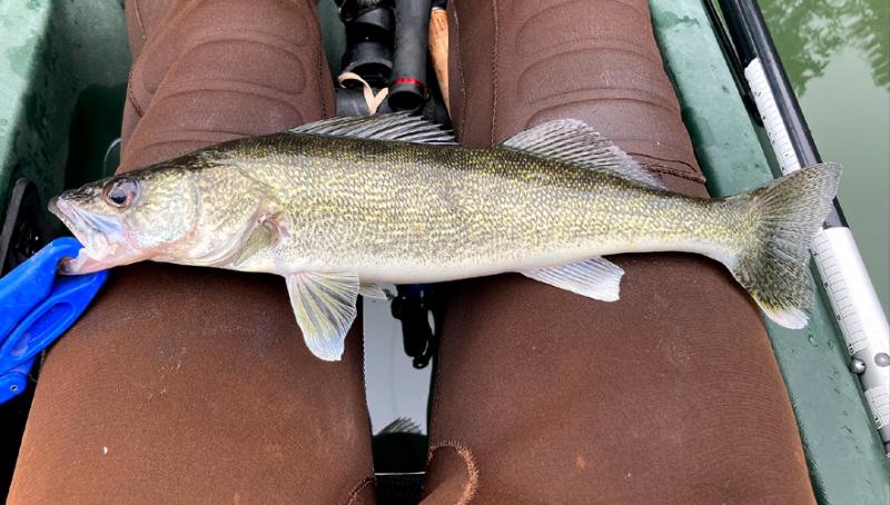 wALLEYE 3.jpg