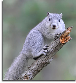 DelmarvaFoxSquirrel_JohnWhite.jpg