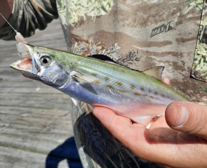 Spanish Mackerel - Jennette's 01Oct20.jpeg