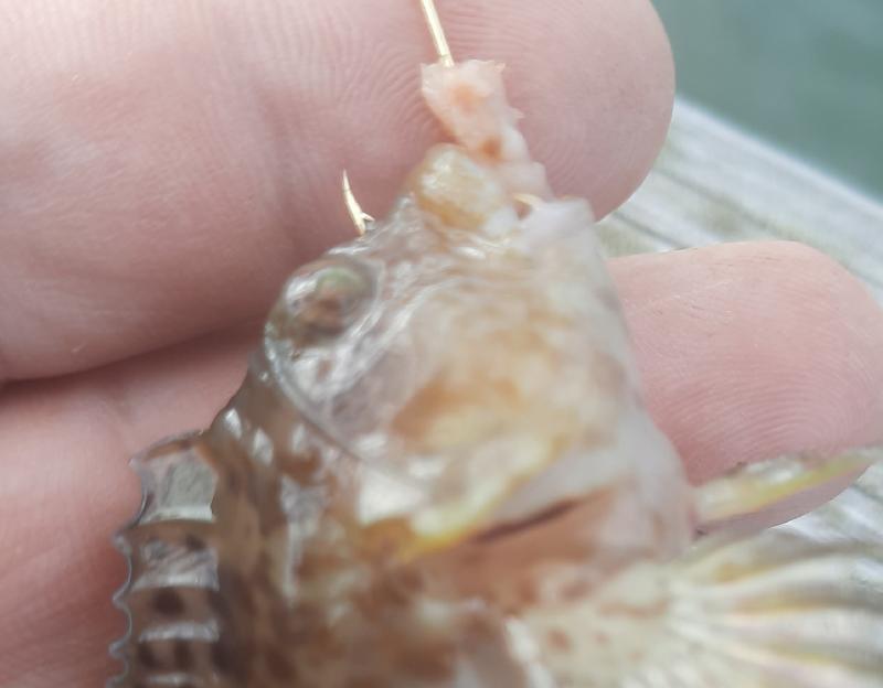 Crested Blenny 2 (3 - CP) - 4th st OC MD 18Oct20.jpg