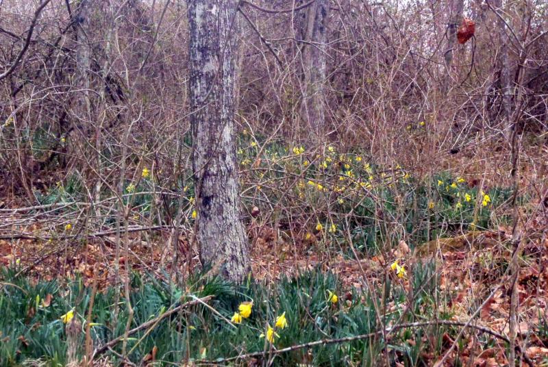 Current River Daffodils (2) - 26Feb17.JPG