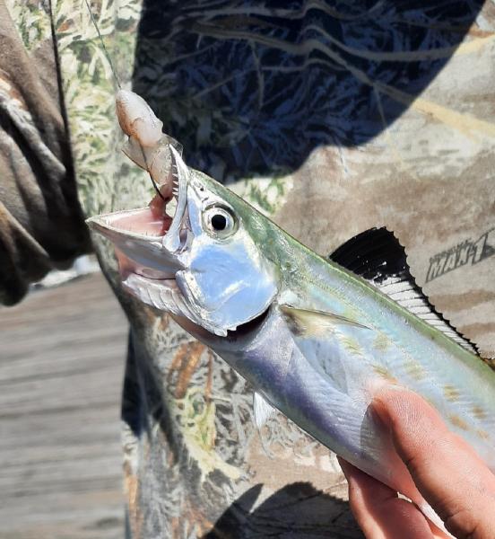 Spanish Mackerel - CP - Jennette's 01Oct20.jpeg