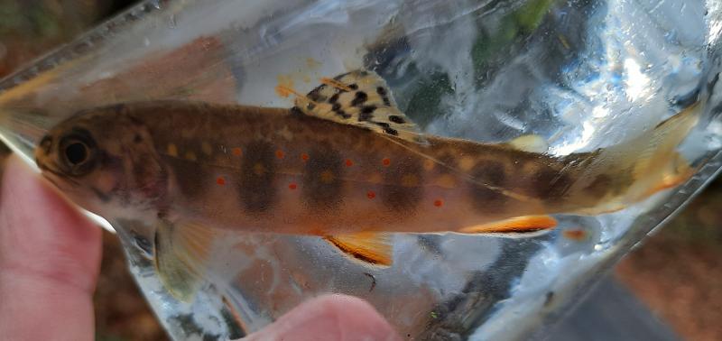 Livie Brook Trout 2 - Lwr Pine Btm Run - 21Oct20.jpg