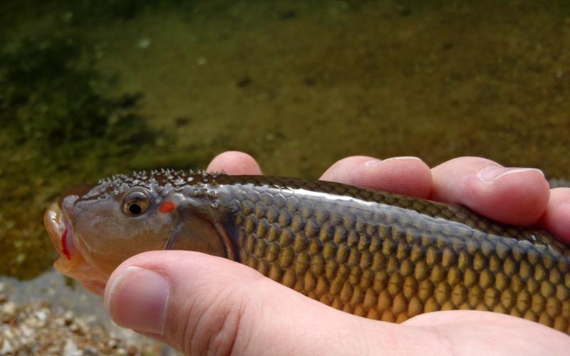 Hornyhead chub - Roaring River - 28May16.JPG