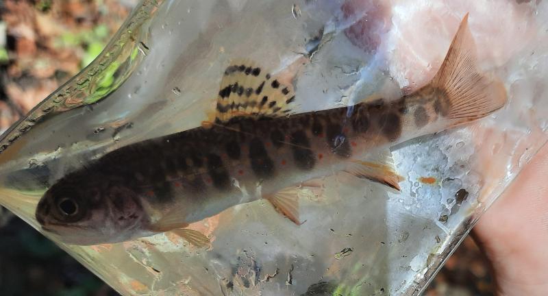 Brook Trout 2 - Lwr Pine Btm Run - 21Oct20.jpg