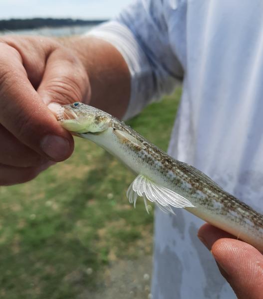 Inshore Lizardfish - Kiptopeke St park Pier 23Aug20.jpeg