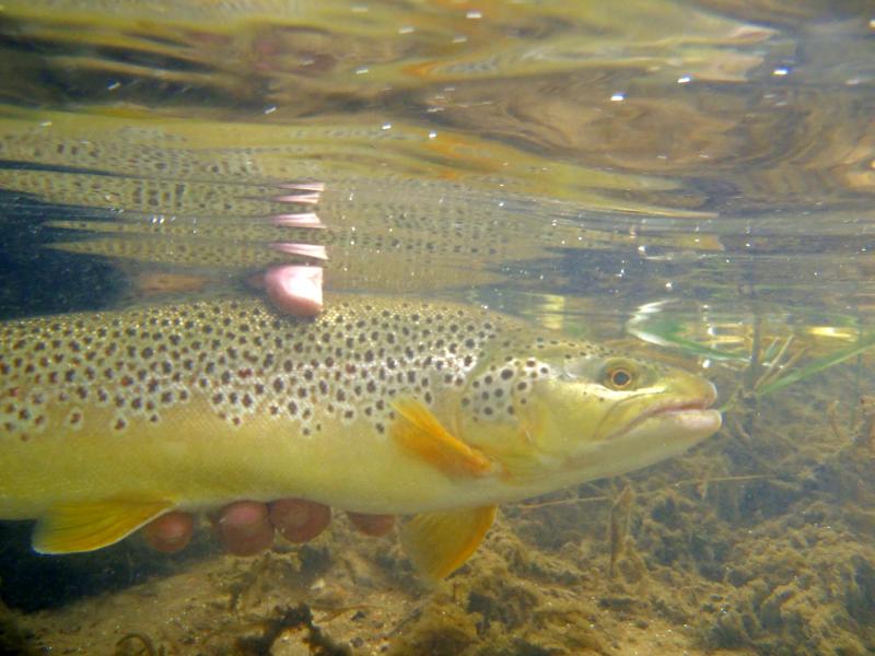 Brown trout - 18 inch Current river 01Apr16 (3).JPG