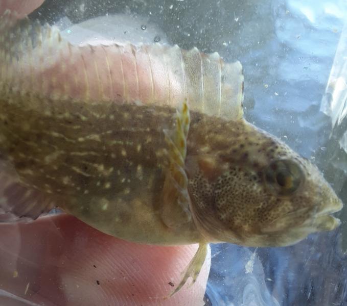 Striped blenny CP - Slaughter Creek - 24Oct20.jpg