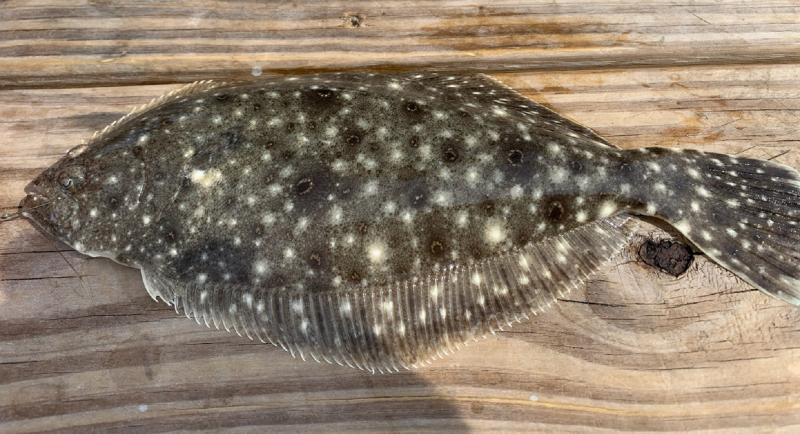 Summer flounder - Myrtle Bch STP - 03Oct20.jpg