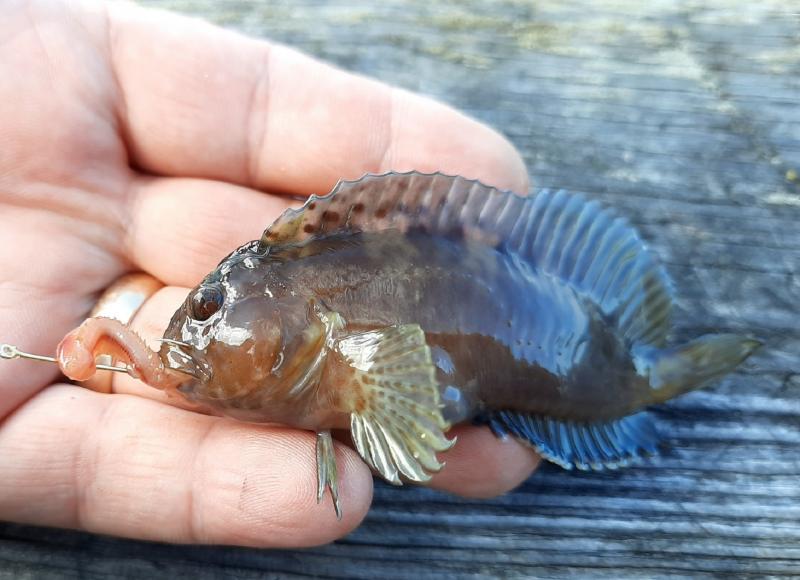 Crested Blenny 1 (1) - 4th st OC MD 18Oct20.jpeg