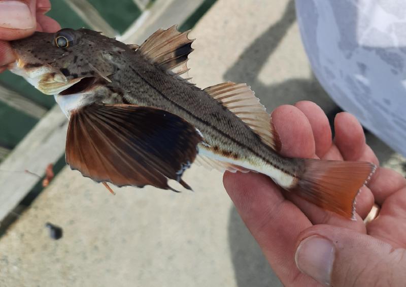 Striped Searobin 2 - Kiptopeke St park Pier 23Aug20.jpeg