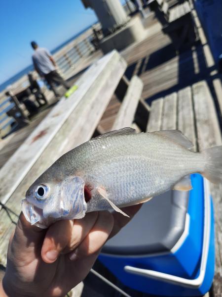 Livie Silver perch - Jennette's 01Oct20.jpeg