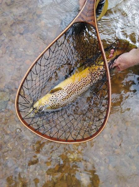 nov 12  4.8lb brown for sandy.jpg