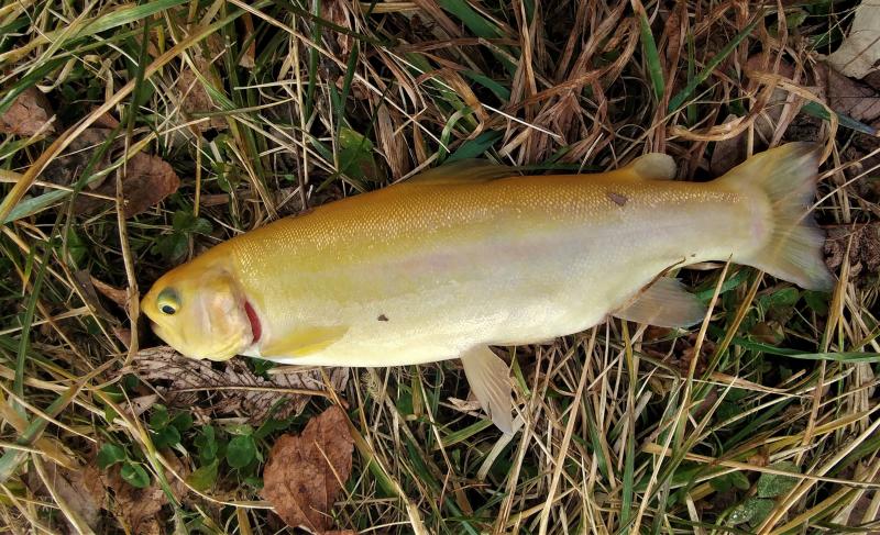 Rainbow trout - palomino - Moon Lake 27Dec19.jpg