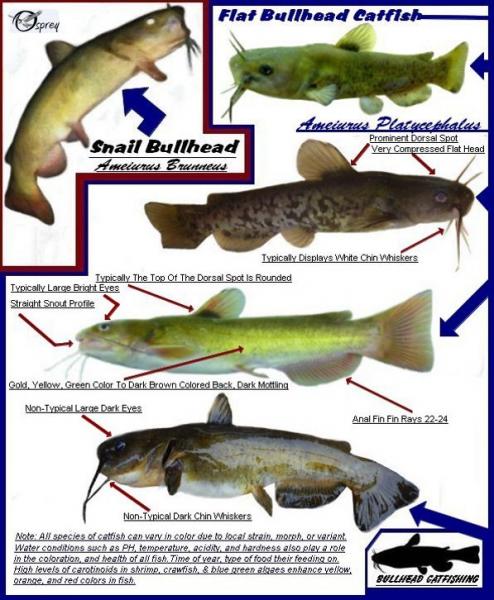 flat vs snail bullhead.jpg